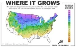 Little Gem Dwarf Norway Spruce Tree (Single Trunk) - 2 Gallon Pot 9 Little Gem Dwarf Norway Spruce Tree (Single Trunk) - 2 Gallon Pot -Wilson Bros Gardens 3A 8A 5