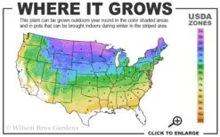 Coral Carpet Sedum Album - 10 Count Flat Of Quart Pots -Wilson Bros Gardens 3a 8b 3