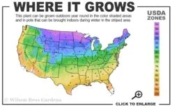 Annabelle Hydrangea - 3 Gallon Pot -Wilson Bros Gardens 3a 9b 1