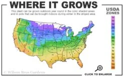 Purpurea Plena Elegans Clematis - 1 Gallon Pot -Wilson Bros Gardens 4a 11 1