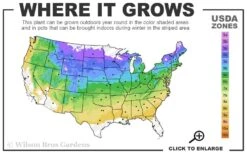Caroline Raspberry - 2 Gallon Pot 7 Caroline Raspberry - 2 Gallon Pot -Wilson Bros Gardens 4a 8b 17