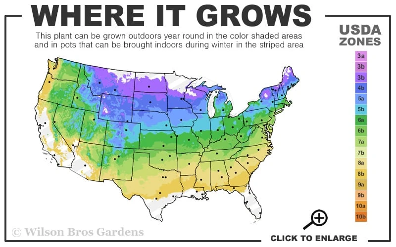 Harry Lauder's Walking Stick - Corylus Avellana 'Contorta' - 5 Gallon Pot 5 Harry Lauder's Walking Stick - Corylus Avellana 'Contorta' - 5 Gallon Pot - Image 3