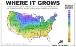 Fragrant Winter Honeysuckle Bush (Lonicera Fragrantissima) - 3 Gallon Pot -Wilson Bros Gardens 4a 8b thumbnail 4