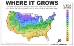 Downy Serviceberry Tree (Amelanchier Arborea) - 3 Gallon Pot 15 Downy Serviceberry Tree (Amelanchier Arborea) - 3 Gallon Pot -Wilson Bros Gardens 4a 9b 14