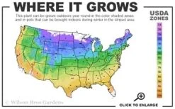 Elsa Spath Clematis - 1 Gallon Pot -Wilson Bros Gardens 4a 9b thumbnail