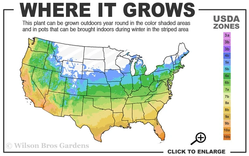 Macon Rivercane Bamboo - Arundinaria Gigantea 'Macon' - 3 Gallon Pot 5 Macon Rivercane Bamboo - Arundinaria Gigantea 'Macon' - 3 Gallon Pot - Image 3