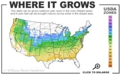 Pixie Dwarf Red Japanese Maple - 3 Gallon Pot 10 Pixie Dwarf Red Japanese Maple - 3 Gallon Pot -Wilson Bros Gardens 5a 8b 25