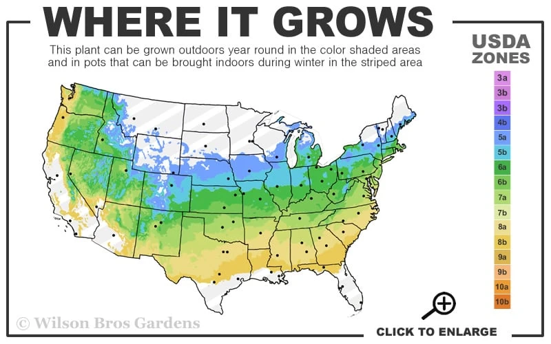 Spirited Golden Hinoki Cypress - 3 Gallon Pot 5 Spirited Golden Hinoki Cypress - 3 Gallon Pot - Image 3