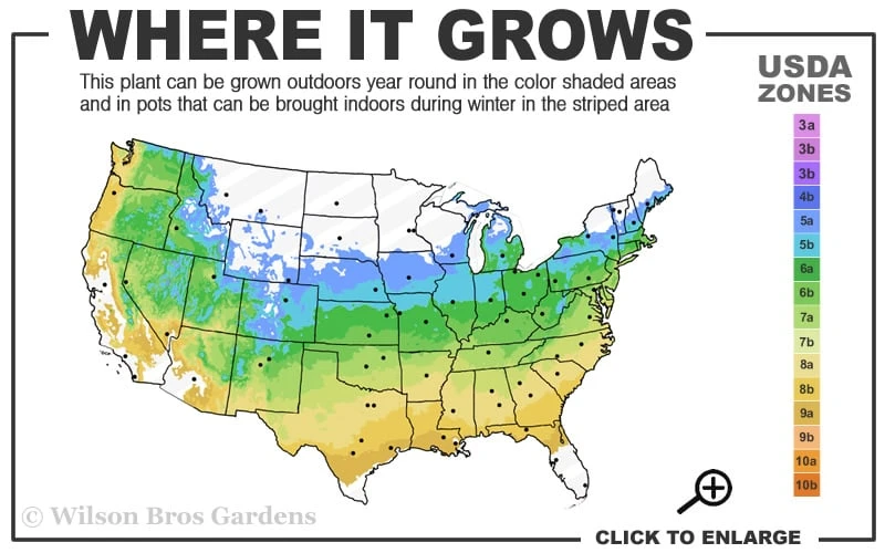 Spring Orange Japanese Maple (Acer Palmatum 'Daidai Haru) - 3 Gallon Pot 5 Spring Orange Japanese Maple (Acer Palmatum 'Daidai Haru) - 3 Gallon Pot - Image 3
