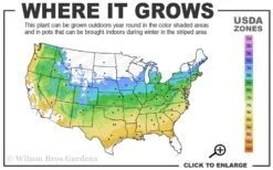 Ikandi Japanese Maple - 3 Gallon Pot (4-5') -Wilson Bros Gardens 5a 9a 13