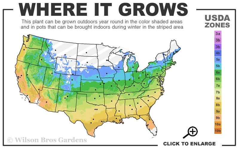 The Rising Sun Redbud Tree - 7 Gallon Pot (3-4') 5 The Rising Sun Redbud Tree - 7 Gallon Pot (3-4') - Image 3