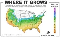 Royal Purple Liriope - Lilyturf - 18 Count Flats Of Pint Pots -Wilson Bros Gardens 5b 11 2