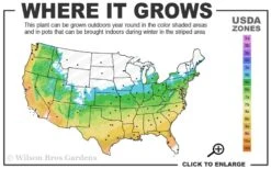 Little Sango' Dwarf Coral Bark Japanese Maple - 5 Gallon Pot -Wilson Bros Gardens 5b 9b 5