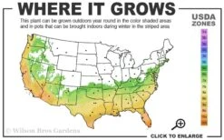 Russian 26 Cold Hardy Pomegranate - 1 Gallon Pot 11 Russian 26 Cold Hardy Pomegranate - 1 Gallon Pot -Wilson Bros Gardens 6B 11 1