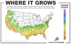 Autumn Sweetheart Encore Azalea - 1 Gallon Pot -Wilson Bros Gardens 6B 9B 6