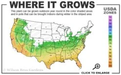 Summer Snow Gardenia - 3 Gallon Pot 12 Summer Snow Gardenia - 3 Gallon Pot -Wilson Bros Gardens 6a 10a