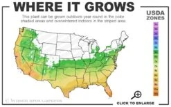 Winter's Waterlily Cold Hardy Camellia - 3 Gallon Pot -Wilson Bros Gardens 6a 10b 3