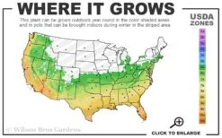 Russian 26 Cold Hardy Pomegranate - 3 Gallon Pot 10 Russian 26 Cold Hardy Pomegranate - 3 Gallon Pot -Wilson Bros Gardens 6a 11 3