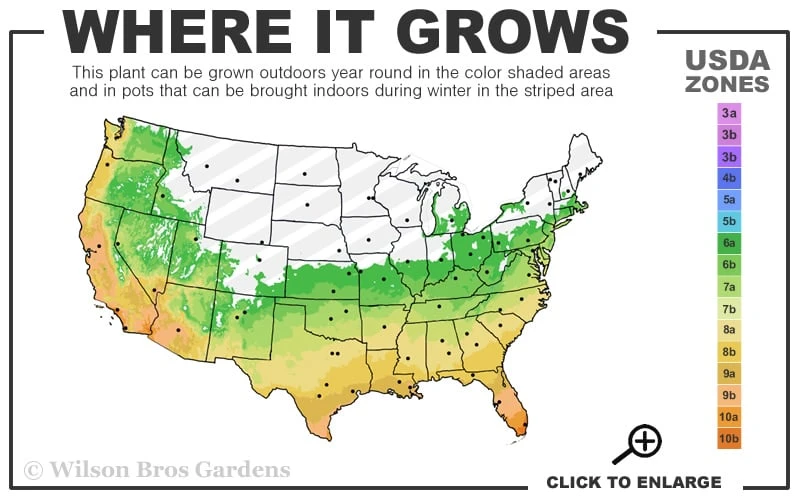 True Gold Golden Fish Pole Bamboo (Phyllostachys Aurea 'Holochrysa') - 3 Gallon Pot 5 True Gold Golden Fish Pole Bamboo (Phyllostachys Aurea 'Holochrysa') - 3 Gallon Pot - Image 3