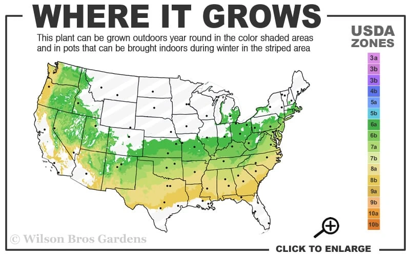 Dee Runk Columnar Boxwood - 3 Gallon Pot 5 Dee Runk Columnar Boxwood - 3 Gallon Pot - Image 3