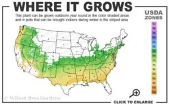 Variegated Boxwood (Buxus Sempervirens 'Aureovariegata') - 2 Gallon Pot - SALE -Wilson Bros Gardens 6a 8b 6