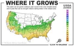 Taylor Pink Japanese Maple - 3 Gallon Pot 9 Taylor Pink Japanese Maple - 3 Gallon Pot -Wilson Bros Gardens 6a 9a 2