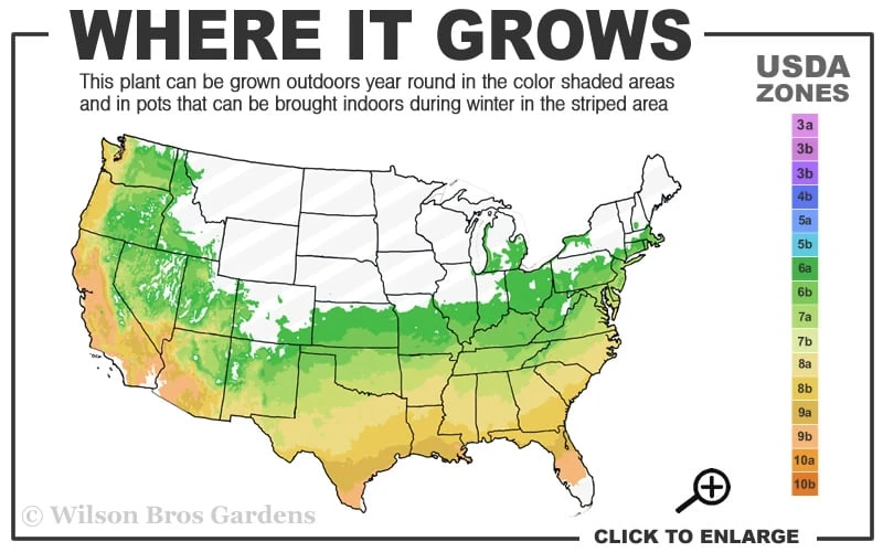 Edith Bogue Cold Hardy Evergreen Magnolia - 5 Gallon Pot 5 Edith Bogue Cold Hardy Evergreen Magnolia - 5 Gallon Pot - Image 3