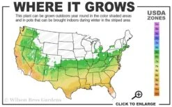 Big Daddy Hydrangea - 2 Gallon Pot -Wilson Bros Gardens 6a 9b 8