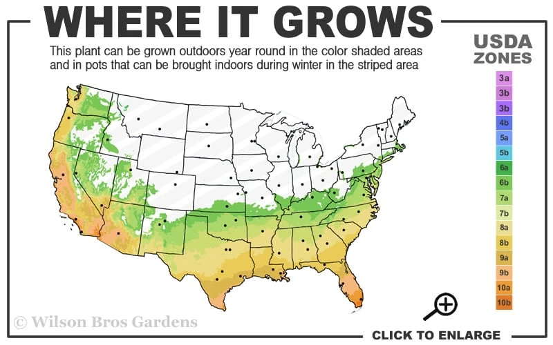 Angus Cold Hardy Eucalyptus Tree (Eucalyptus Nicholii) - 3 Gallon Pot 5 Angus Cold Hardy Eucalyptus Tree (Eucalyptus Nicholii) - 3 Gallon Pot - Image 3