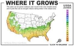 Angus Cold Hardy Eucalyptus Tree (Eucalyptus Nicholii) - 6 Pack Of 1 Gallon Pots -Wilson Bros Gardens 6b 10b 7