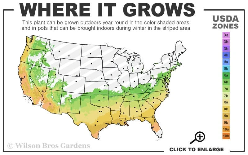 Big O Cold Hardy Eucalyptus Tree (Eucalyptus Neglecta) - 5 Gallon Pot (4-5') 5 Big O Cold Hardy Eucalyptus Tree (Eucalyptus Neglecta) - 5 Gallon Pot (4-5') - Image 3