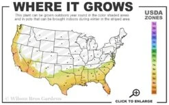 Everblooming Banana Shrub - Michelia Figo 'Hagiwara' - 6 Pack Of 1 Gallon Pots -Wilson Bros Gardens 7B 10B 8