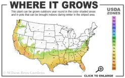 Fruitland's Fortune Tea Olive Single Trunk Tree - 7 Gallon Pot (4-5') -Wilson Bros Gardens 7a 10a