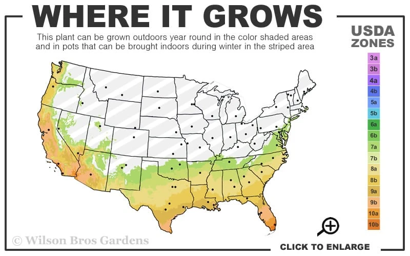Funky Monkey Cold Hardy Eucalyptus Tree (Eucalyptus Parvula) - 2 Gallon Pot 5 Funky Monkey Cold Hardy Eucalyptus Tree (Eucalyptus Parvula) - 2 Gallon Pot - Image 3