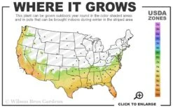 Carolina Midnight Loropetalum - 1 Gallon Pot -Wilson Bros Gardens 7a 10b 47