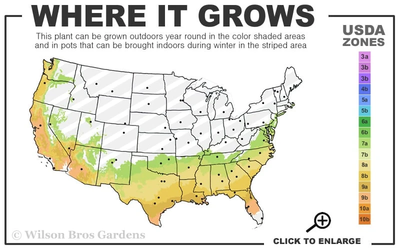 Party Princess 'Kaori Hime' Tea Olive - 7 Gallon Pot (2-3') 5 Party Princess 'Kaori Hime' Tea Olive - 7 Gallon Pot (2-3') - Image 3