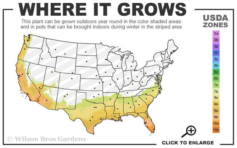 Ragin' Cajun Red Mexican Petunia (Ruellia Elegans) - 1 Gallon Pot 5 Ragin' Cajun Red Mexican Petunia (Ruellia Elegans) - 1 Gallon Pot - Image 3