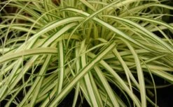 Evergold Japanese Sedge (Carex Hachijoensis) - 10 Pack Of Quart Pots 9 Evergold Japanese Sedge (Carex Hachijoensis) - 10 Pack Of Quart Pots -Wilson Bros Gardens 8275 evergold carex