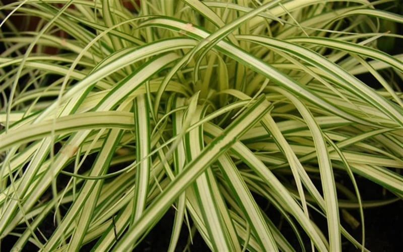Evergold Japanese Sedge (Carex Hachijoensis) - 10 Pack Of Quart Pots 6 Evergold Japanese Sedge (Carex Hachijoensis) - 10 Pack Of Quart Pots - Image 4