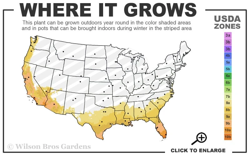 Spider's Web Fatsia - Japanese Aralia Paper Plant - 2 Gallon Pot 5 Spider's Web Fatsia - Japanese Aralia Paper Plant - 2 Gallon Pot - Image 3