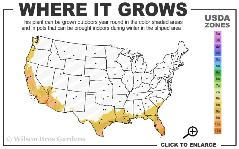 Lydia Tecoma - Esperanza - 1 Gallon Pot 5 Lydia Tecoma - Esperanza - 1 Gallon Pot - Image 3