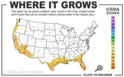 Alphonse Karr Golden Bamboo (Bambusa Multiplex) - 2 Gallon Pot 13 Alphonse Karr Golden Bamboo (Bambusa Multiplex) - 2 Gallon Pot -Wilson Bros Gardens 8b 11