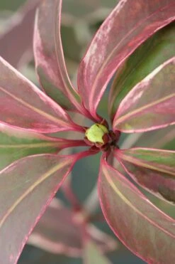 Pink Frost Florida Anise - Illicium Floridanum - 1 Gallon Pot 15 Pink Frost Florida Anise - Illicium Floridanum - 1 Gallon Pot -Wilson Bros Gardens Anise Pink Frost 14