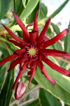 Pink Frost Florida Anise - Illicium Floridanum - 1 Gallon Pot 13 Pink Frost Florida Anise - Illicium Floridanum - 1 Gallon Pot -Wilson Bros Gardens Anise Pink Frost 15
