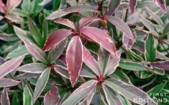 Pink Frost Florida Anise - Illicium Floridanum - 1 Gallon Pot 14 Pink Frost Florida Anise - Illicium Floridanum - 1 Gallon Pot -Wilson Bros Gardens Anise Pink Frost 16