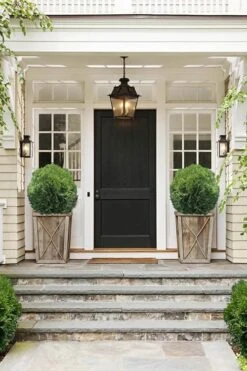 Tom Thumb Dwarf Globe Arborvitae - 1 Gallon Pot -Wilson Bros Gardens Arborvitae Tom Thumb 10