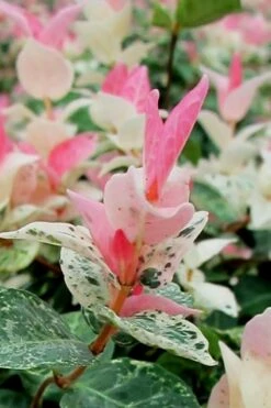 Snow N Summer Asiatic Jasmine - 6 Pack Of 1 Gallon Pots -Wilson Bros Gardens Asian Jasmine Snow N Summer 16