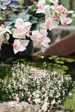 Snow N Summer Asiatic Jasmine - 6 Pack Of 1 Gallon Pots -Wilson Bros Gardens Asian Jasmine Summer N Snow 2