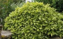 Gold Dust Aucuba (Japanese Laurel) - 1 Gallon Pot 11 Gold Dust Aucuba (Japanese Laurel) - 1 Gallon Pot -Wilson Bros Gardens Aucuba Gold Dust 14