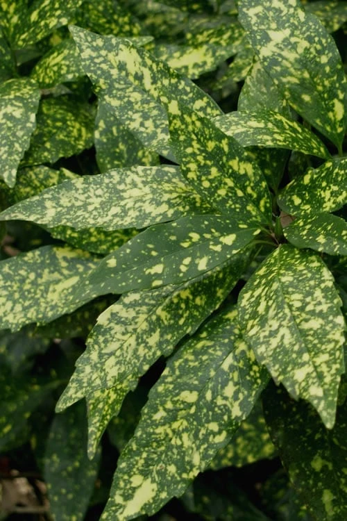 Gold Dust Aucuba (Japanese Laurel) - 1 Gallon Pot 3 Gold Dust Aucuba (Japanese Laurel) - 1 Gallon Pot